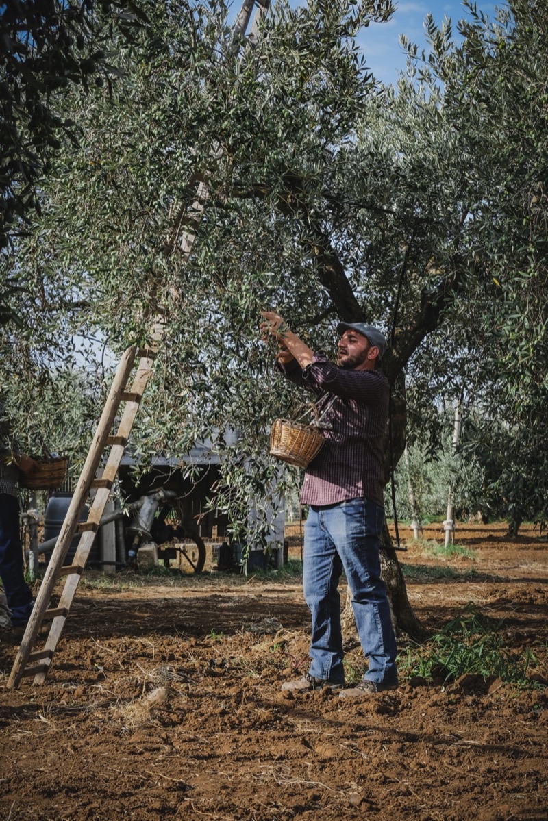 Raccolta delle olive